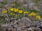 34  Papaver rhaeticum (Papavero dorato) sui macereti del Mandrone